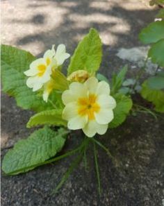 some yellow and white flowers on the ground