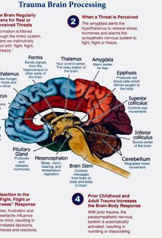 the structure of the human brain labeled in different languages, including labels and pictures for each part of the brain