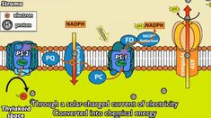 Non Cyclic Photophosphorylation, Photosynthesis Activities, Bio Notes, Study Chemistry, A Level Biology, Chemical Energy, Ap Biology, Biology Notes