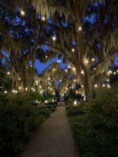 the walkway is lined with trees covered in lights and hanging from it's branches