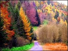 a dirt road surrounded by colorful trees