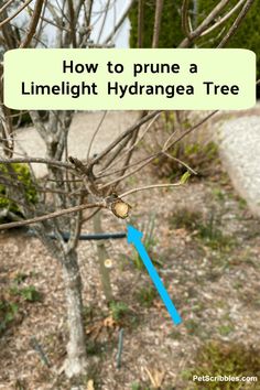 a tree that has been pruned with blue tape and the words how to prune a limelight hydrangea tree