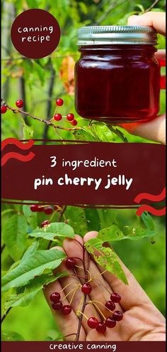 a hand holding a jar of cherry jelly with the words 3 ingredient pin cherry jelly