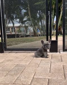 a small gray dog sitting on top of a brick floor next to a glass door