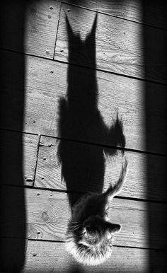 the shadow of a cat on a wooden floor