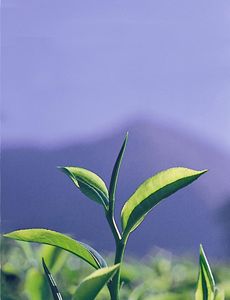 a plant with green leaves in the foreground and mountains in the backgroud