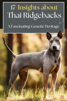 The Thai Ridgeback’s unique ridge is the result of a fascinating genetic quirk. The ridge is controlled by two sets of genes: one that determines the presence of the ridge and another that influences its size and shape.  For a Thai Ridgeback to display a ridge, it must inherit at least one dominant gene from each set.  Unlock the secrets of your Thai Ridgeback’s fascinating heritage with our 17 insightful revelations. Discover their unique ancestry, genetic traits behind majestic breed. Ancient Dogs, Pull Cart, Survival Instinct, Rhodesian Ridgeback, Modern Dog, Different Dogs, Rare Breed, Human Interaction