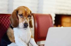 a beagle dog wearing glasses sitting in front of a laptop computer on a red chair