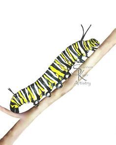 a drawing of a caterpillar on a branch