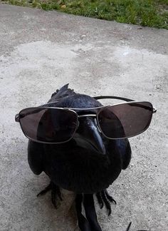 a black bird with sunglasses on it's head