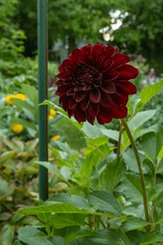 a large red flower sitting in the middle of a lush green forest filled with flowers