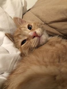 an orange cat laying on top of a bed covered in white sheets and pillows with its eyes wide open