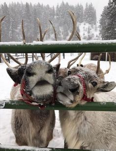 two reindeer standing next to each other in the snow