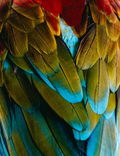 the feathers of a parrot are multicolored