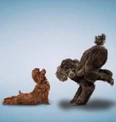 two poodles playing with each other in front of a light blue background,