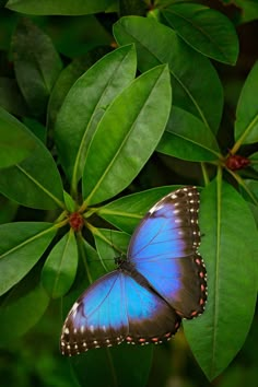 a blue butterfly sitting on top of a green leaf