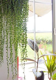 some green plants are hanging from the side of a window sill in front of a potted plant