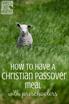 a sheep sitting in the grass with text overlay how to have a christian passover meal with preschoolers