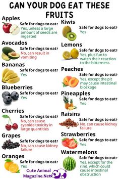 an image of fruits and vegetables with the words can your dog eat these fruit?