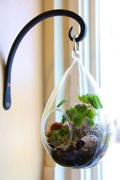 a glass hanging planter filled with succulents next to a potted cactus