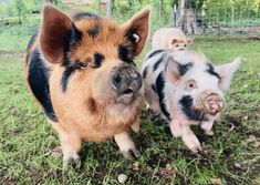 three pigs are standing in the grass near each other and one pig is looking at the camera