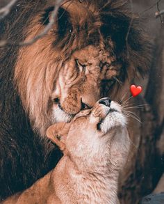 two lions face to face with each other