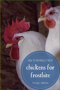 two chickens standing next to each other with the words how to naturally treat chickens for frosting