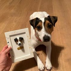 a dog is sitting on the floor next to a frame with two dogs'heads in it