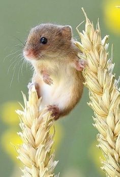 a small rodent sitting on top of a tall stalk of grass with yellow flowers in the background