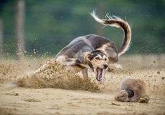 two dogs are playing in the dirt with each other