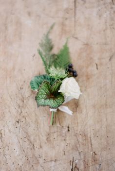 a white rose and green leaves on a wooden surface