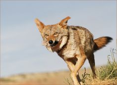 a brown and black dog standing on top of a dry grass covered field with blue sky in the background