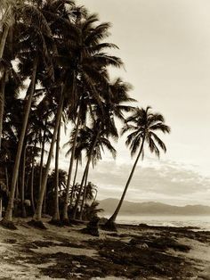 black and white photograph of palm trees on the beach