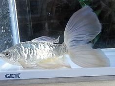 there is a fish that is in the window sill and it is looking at something