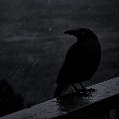 a black bird sitting on top of a wooden fence in the rain with an umbrella