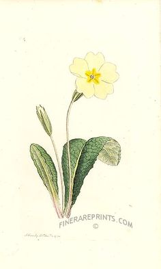 a drawing of a yellow flower with green leaves