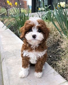 a small brown and white dog sitting on top of a cement slab next to flowers