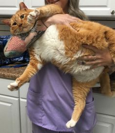 a woman holding an orange and white cat in her arms