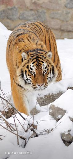 a large tiger walking through the snow