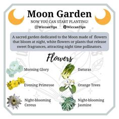 Moon Celebrations, Moon Gardening, Holistic Learning, Moon Gardens, Sacred Garden, Moon Magick, Witch Tips, Green Witchcraft