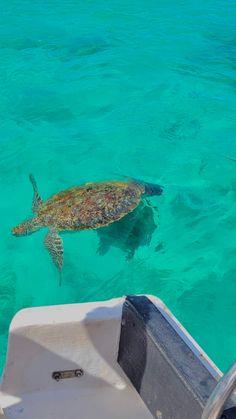 a green turtle swimming in the ocean next to a boat