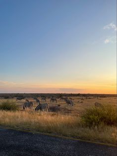 a herd of zebra standing on top of a grass covered field next to a road