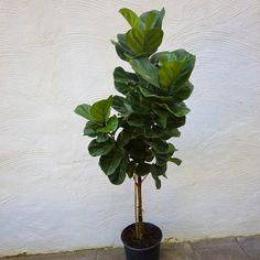 a potted plant with green leaves in front of a white wall and cement floor