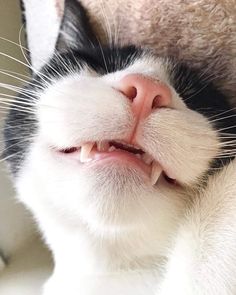 a close up of a cat with its mouth open and it's eyes closed