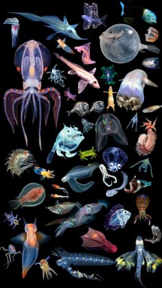 an image of many different types of animals in the dark background, including squids and sea creatures