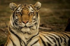 a close up of a tiger laying on the ground