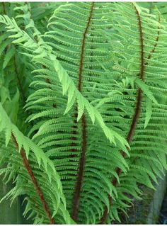 some very pretty green plants with brown stems