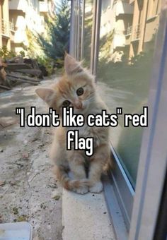 a cat sitting on the window sill and looking out at it, saying i don't like cats red flag