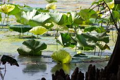 water lilies are growing in the pond