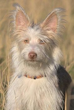 a small white dog standing on top of a grass covered field